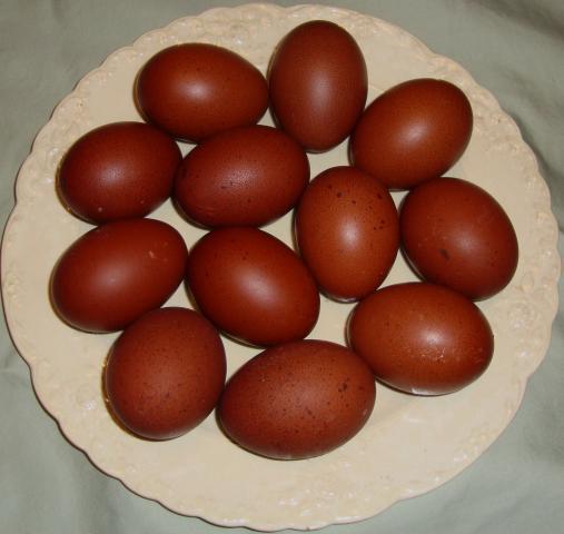 46277_egg_ads_014.jpg