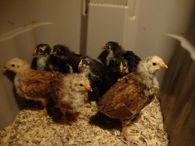 46277_eggs_and_bcm_004.jpg