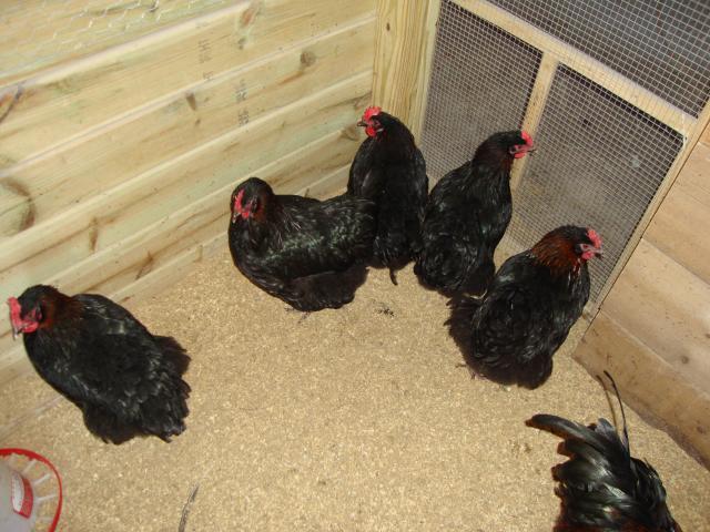 46277_more_chicken_008.jpg