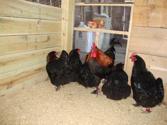 46277_more_chicken_023.jpg