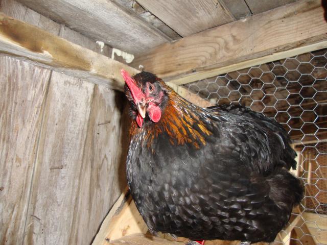 46277_more_chicken_032.jpg