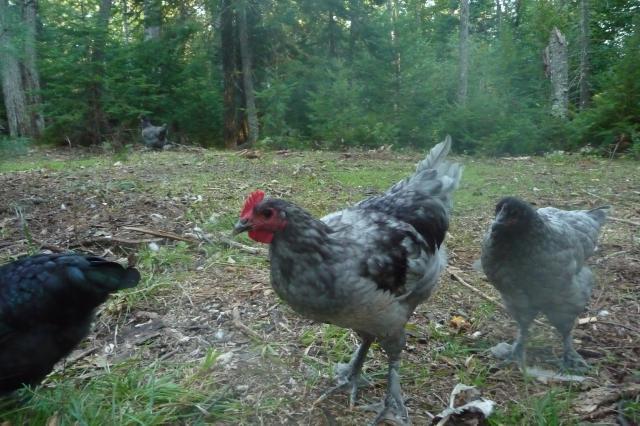 46305_blue_marans_cockerel_2.jpg