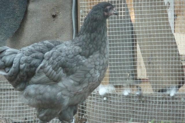 46305_blue_marans_pullet_0.jpg
