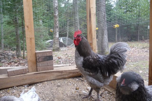 46305_blue_marans_roo_2_nov.jpg
