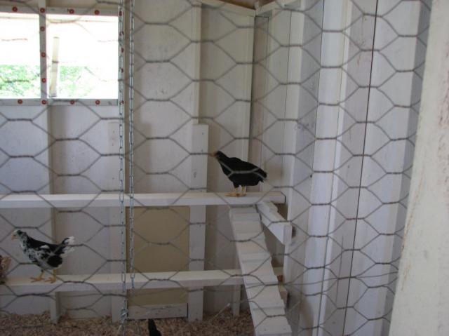 46335_6w5.jpg