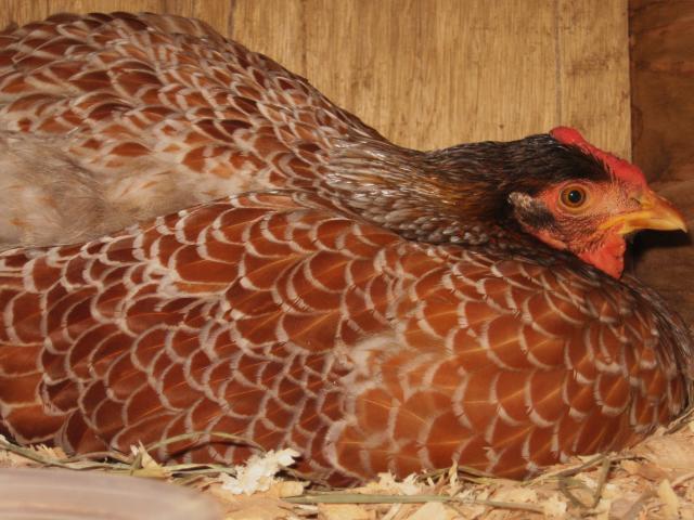 46366_broody_custard_and_egg_song_willow_007.jpg