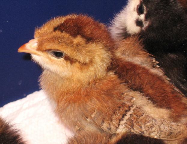 46366_chicks_1_week_005.jpg
