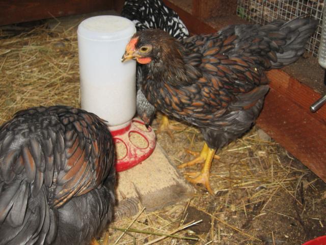 46366_chicks_9_weeks_010.jpg