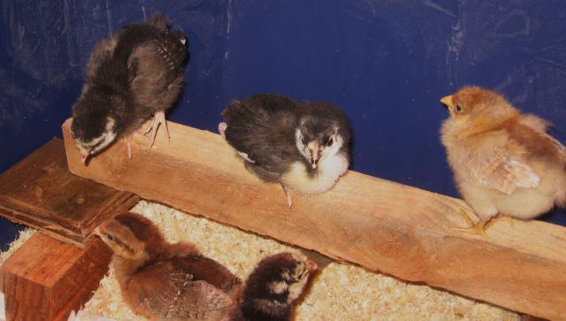 46366_chicks_on_a_roost_015.jpg