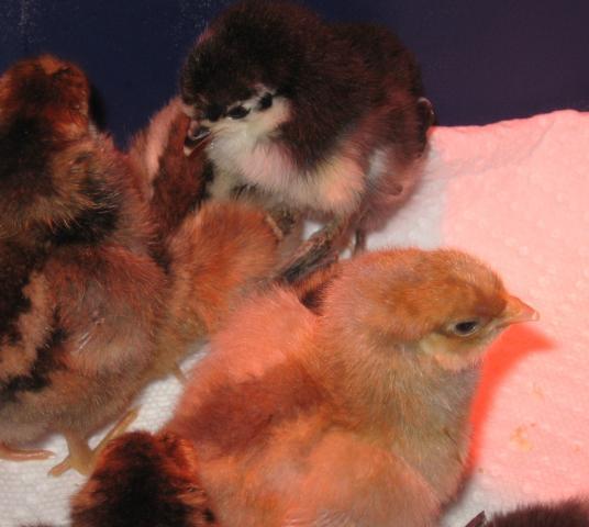 46366_custard_in_front_-_splash_blue-laced_red_wyandotte_-_jemima_in_back.jpg