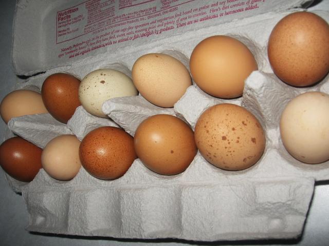 46366_eggs_and_lexi_021.jpg