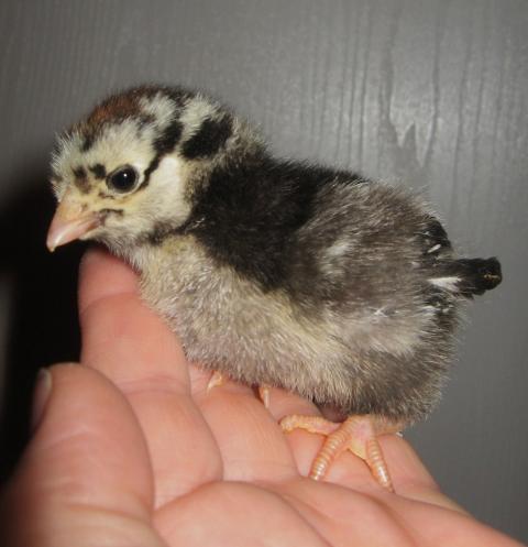 46366_frittata_-_silver-laced_wyandotte.jpg