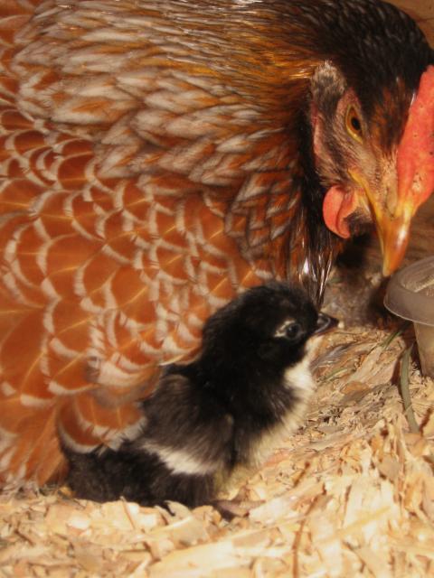 46366_teens_and_first_chick_012.jpg