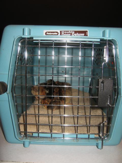 46366_we_traveled_in_a_dog_crate_for_gosh_sakes.jpg
