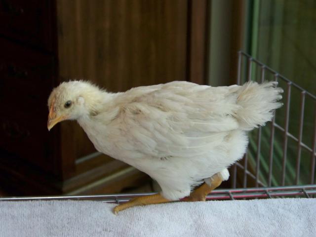 Better Id 4 Weeks Australorp Amber Sex Link White