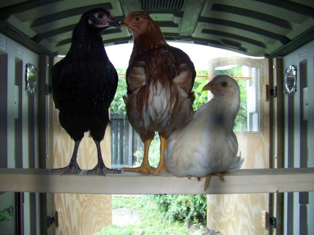 46454_100_1755.jpg