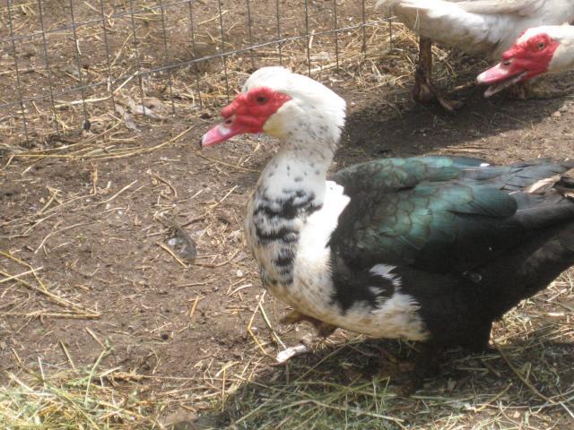 46457_ducks_and_chicks_6-10_003.jpg