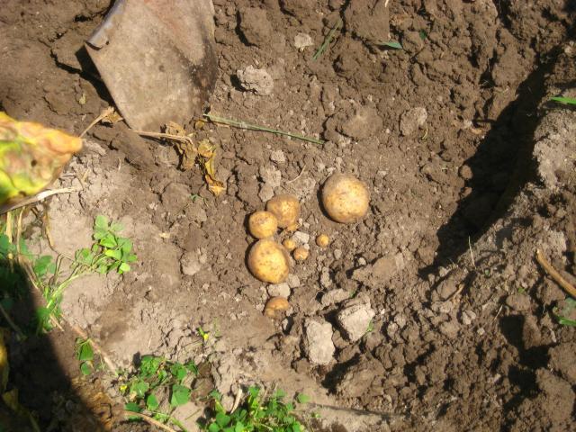 46457_garden_024.jpg