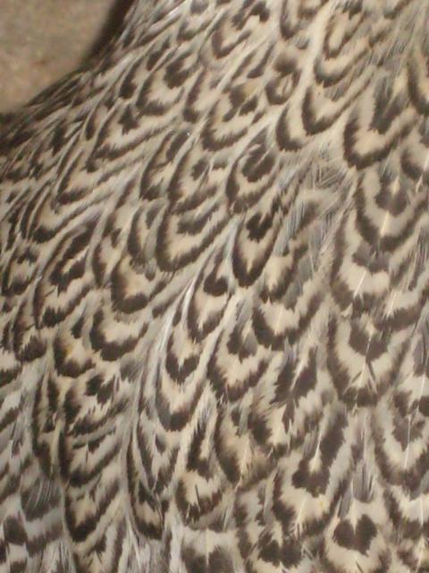 46457_img_0095.jpg