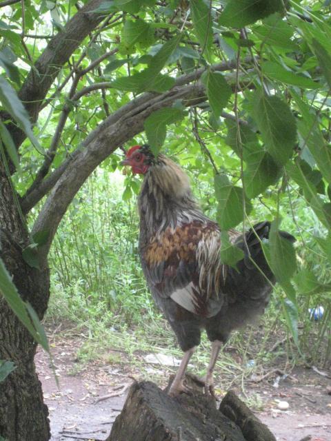 46457_more_chickens_017.jpg