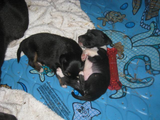 46457_new_puppies_002.jpg