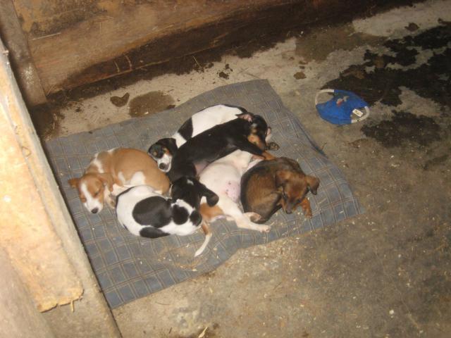 46457_new_puppies_025.jpg