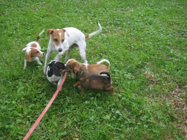 46457_new_puppies_028.jpg