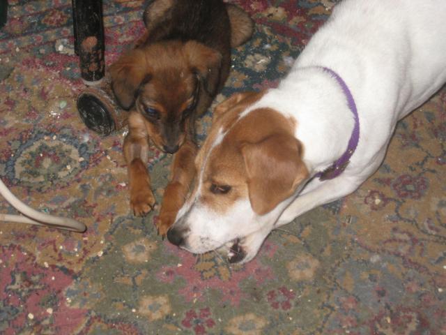 46457_new_puppies_039.jpg