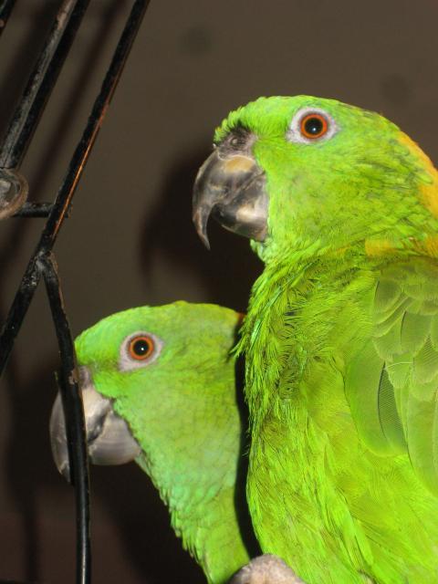 46457_parrots_1_003.jpg