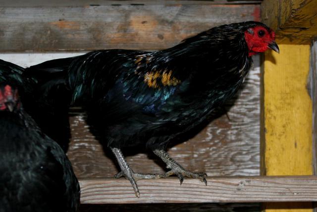 46473_araucana_rooster.jpg