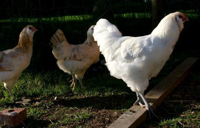 46473_rooster_2.jpg