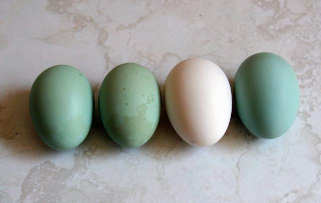46473_vibrant_eggs.jpg