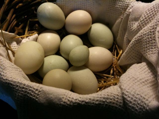 46527_20100812eggsrightsideup.jpg