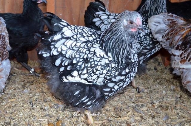 46537_breeder_updates_10-2011_007.jpg