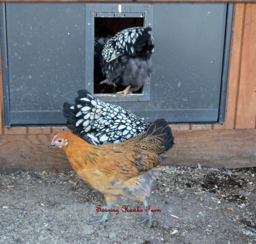 46537_breeder_updates_10-2011_053.jpg