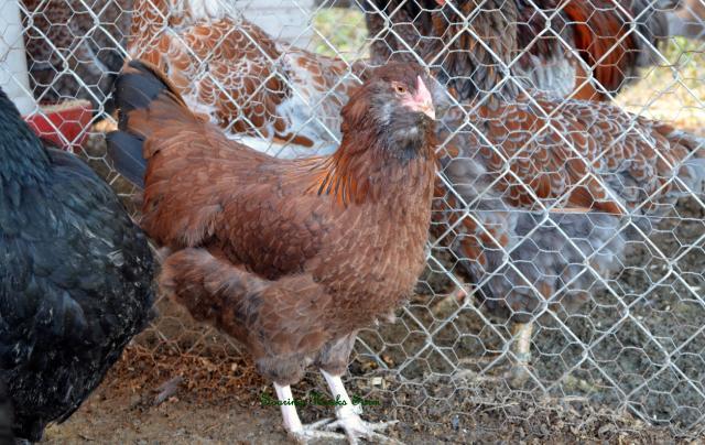 46537_breeder_updates_10-2011_096.jpg
