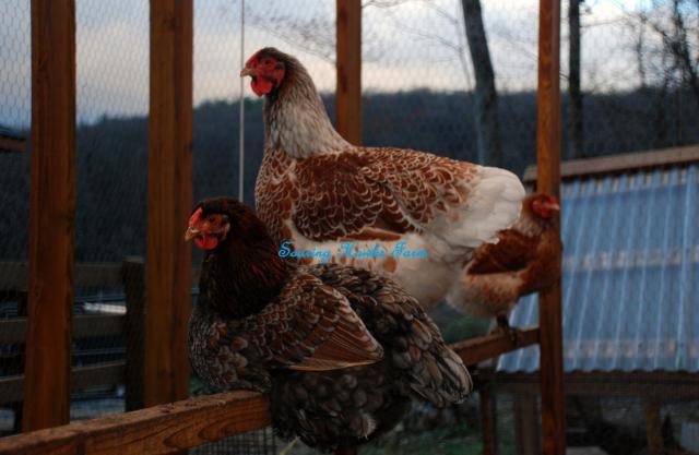 46537_breeder_updates_4-13-11_008.jpg