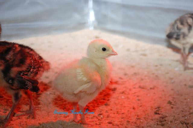 46537_breeder_updates_4-13-11_029.jpg