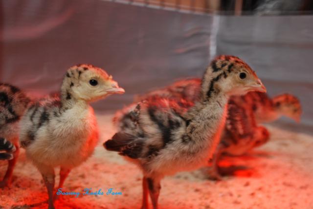 46537_breeder_updates_4-13-11_036.jpg