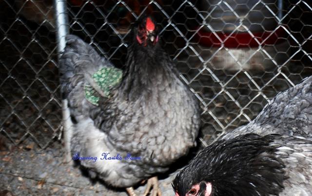 46537_breeder_updates_4-13-11_038_-_copy.jpg