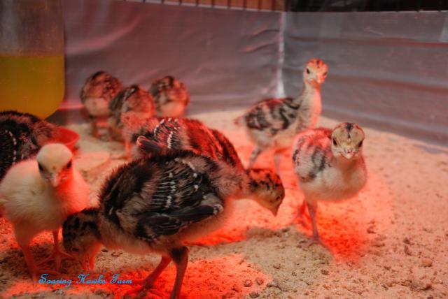 46537_breeder_updates_4-13-11_039.jpg