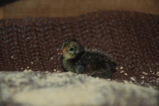 46537_button_quail_hatched_11-2-2010_002.jpg