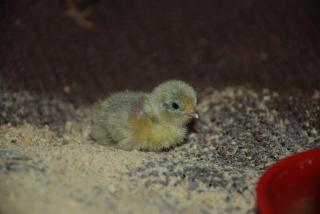 46537_button_quail_hatched_11-2-2010_007.jpg