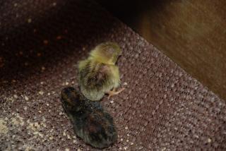 46537_button_quail_hatched_11-2-2010_014.jpg