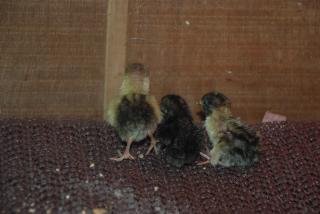 46537_button_quail_hatched_11-2-2010_019.jpg