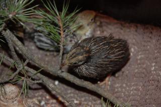 46537_button_quail_updated_11-12-2010_002.jpg