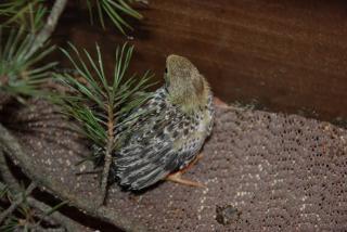 46537_button_quail_updated_11-12-2010_003.jpg