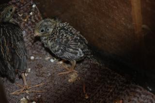 46537_button_quail_updated_11-12-2010_004.jpg