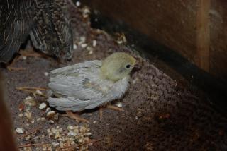 46537_button_quail_updated_11-12-2010_005.jpg