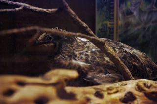 46537_button_quail_updated_11-12-2010_800.jpg